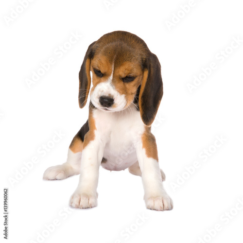 Beagle puppy © Anneke