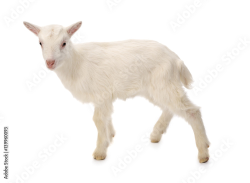 Baby milk goat