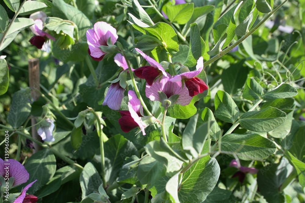 Sugar Pea Swedish Early Dwarf (pisum sativum var saccaratum) Sugar Pea Swedish Early Dwarf (pisum sativum var saccaratum)