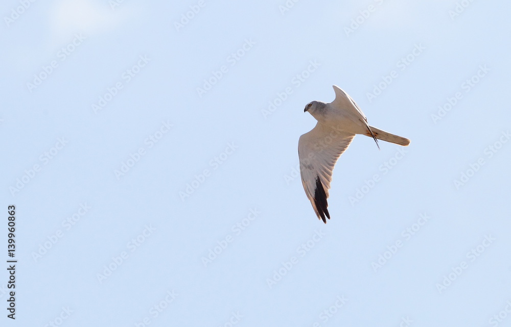 Obraz premium animal