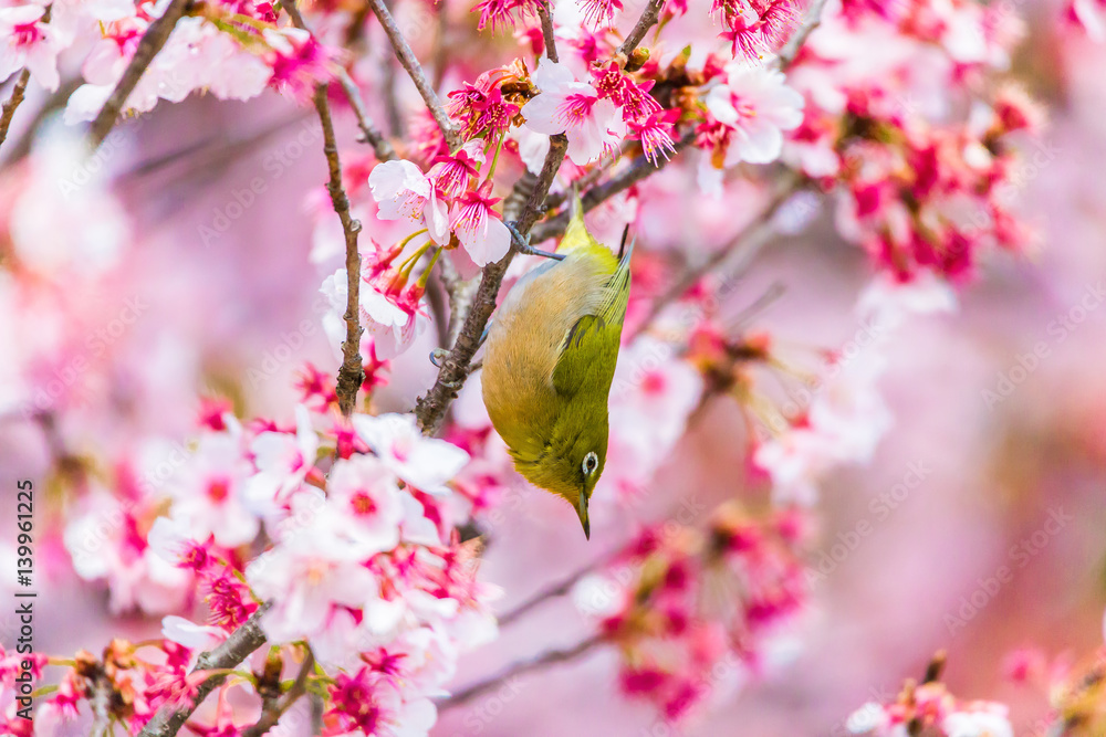 The Japanese White eye.The background is winter cherry blossoms. Located in Tokyo Prefecture Japan.