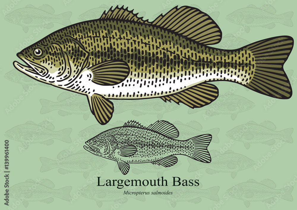 Fototapeta premium Largemouth Bass. Vector illustration for artwork in small sizes. Suitable for graphic and packaging design, educational examples, web, etc.