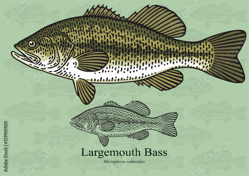 Largemouth Bass. Vector illustration for artwork in small sizes. Suitable for graphic and packaging design, educational examples, web, etc. photo