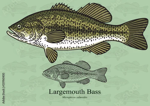 Obraz Largemouth Bass. Wektorowa ilustracja dla grafiki w małych rozmiarach. Nadaje się do projektowania grafiki i opakowań, przykładów edukacyjnych, stron internetowych itp.