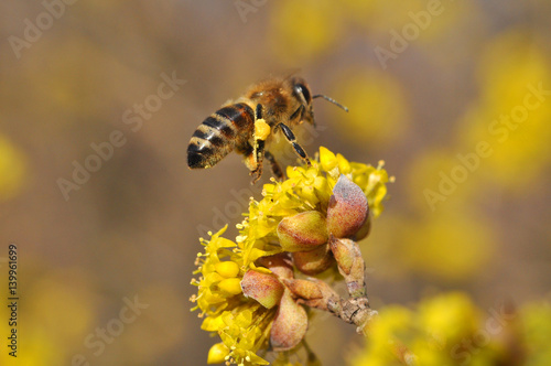 Honey bee collecting nectar on yellow flower, Honey Bee pollinating wild flower 