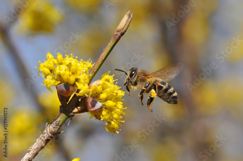 Honey bee collecting nectar on yellow flower, Honey Bee pollinating wild flower 