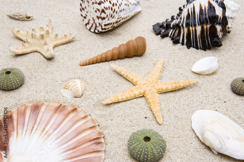 Muscheln und Schnecken im Sand