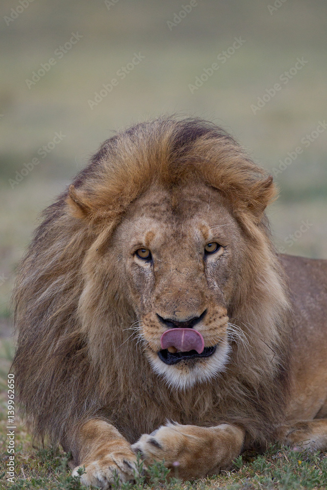 Obraz premium Animal