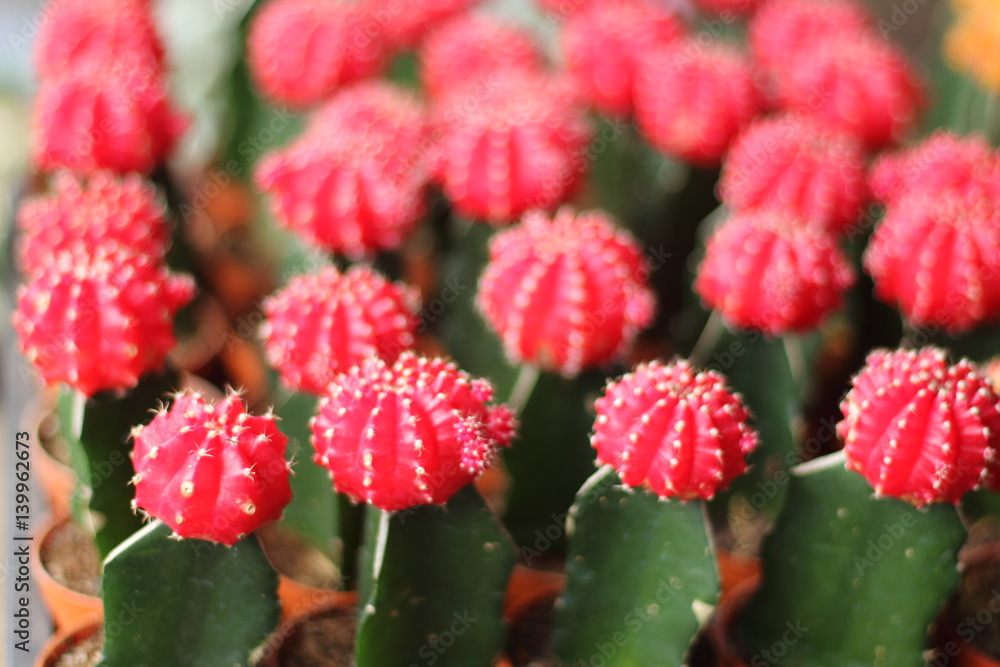 The globular cactus with a red top. The globular cactus with a red top.