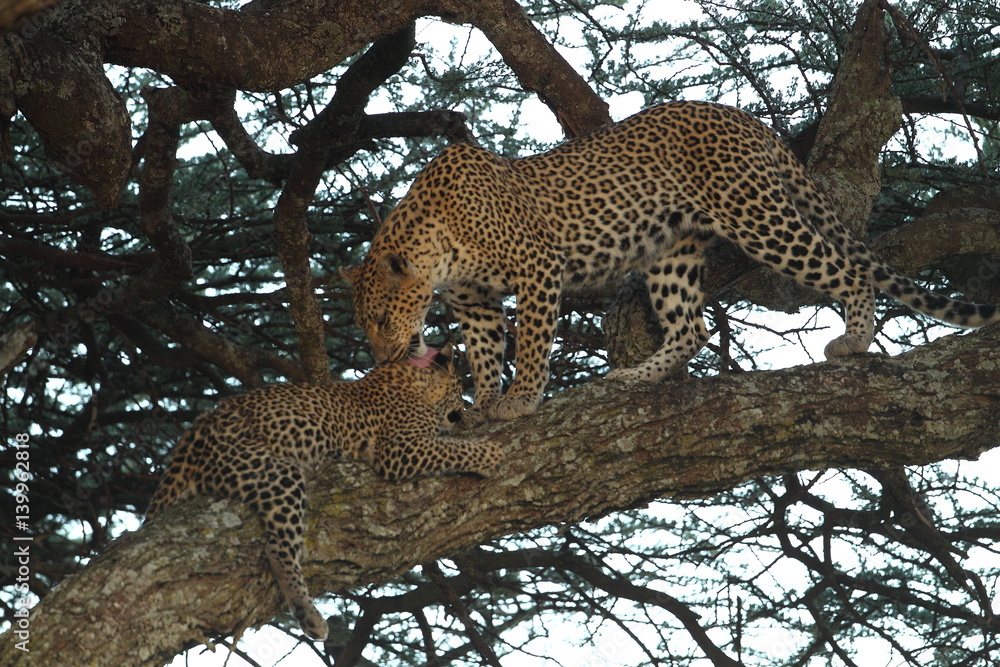 Obraz premium Animal