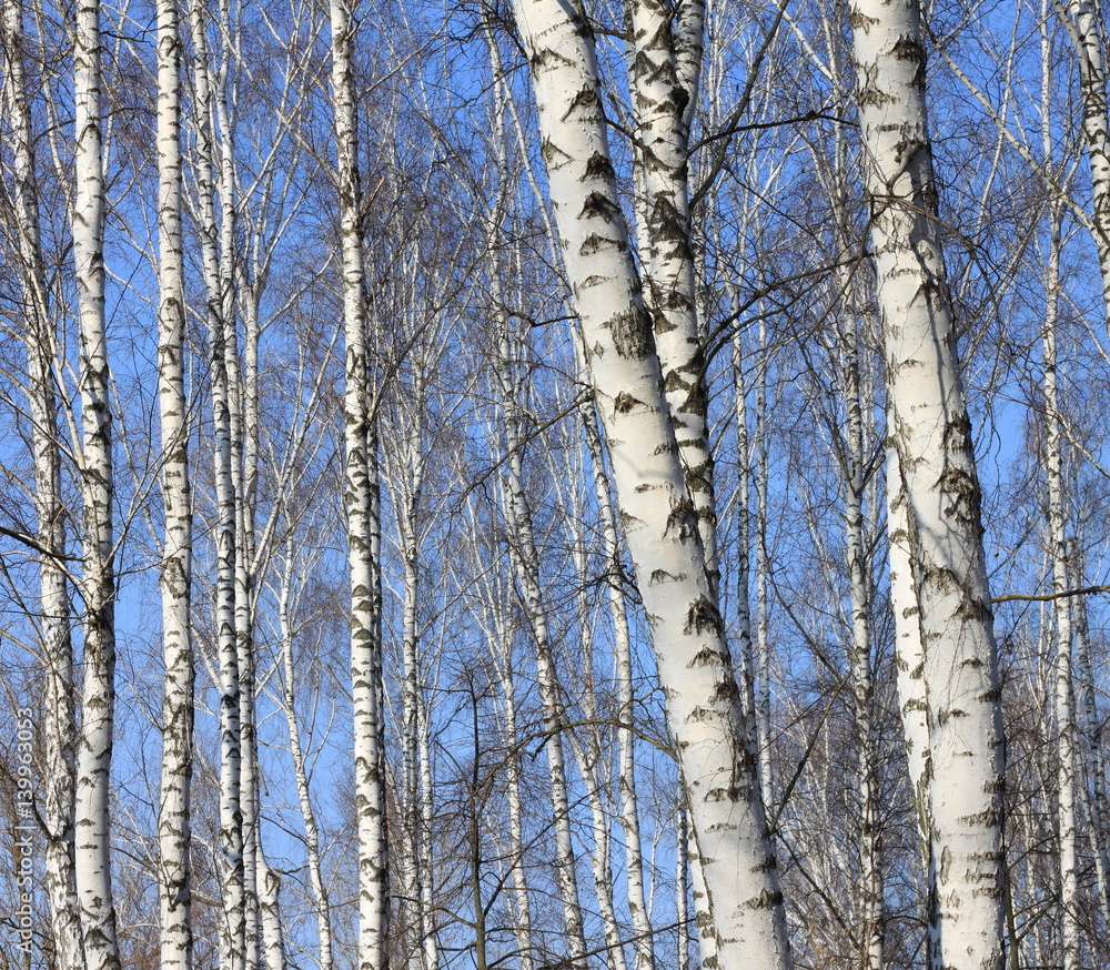 Fototapeta premium Trunks of birch trees against blue sky, birch forest in sunlight in spring,birch trees in bright sunshine