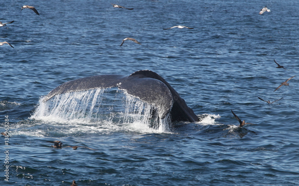 Obraz premium wildlife