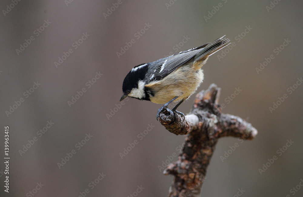 Obraz premium wildlife