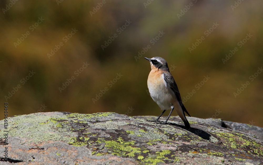 Naklejka premium wildlife