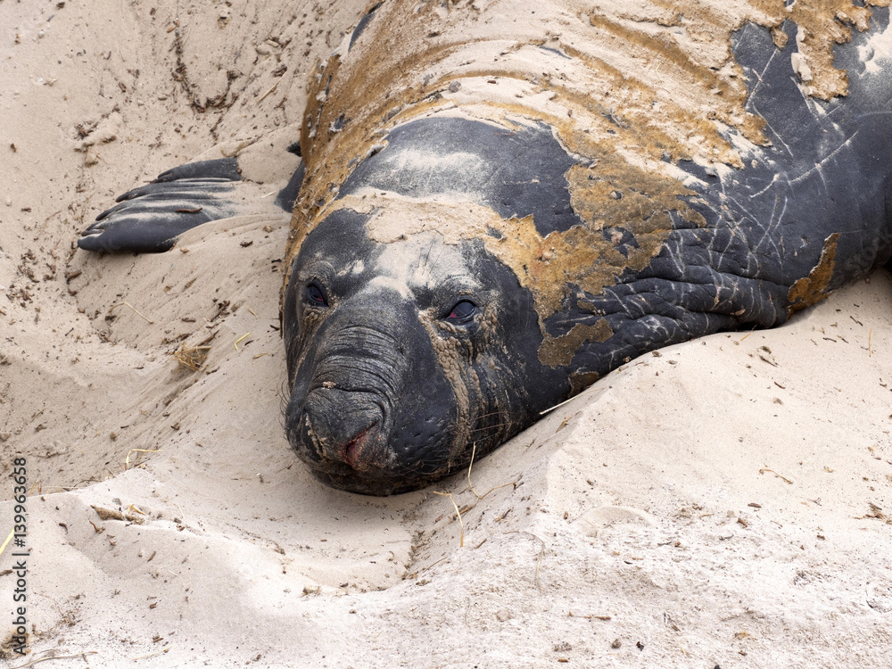 Obraz premium portrait the male South Elephant Seal, Mirounga leonina , Carcass, Falkland-Malvinas