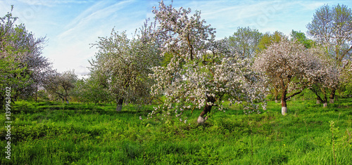 Scenic view of beautiful blooming spring apple trees