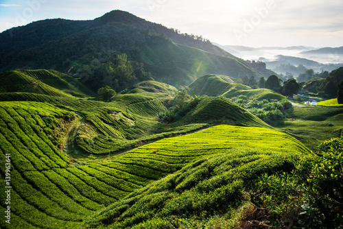 The biggest tea plantation Cameron highlands, Malaysia