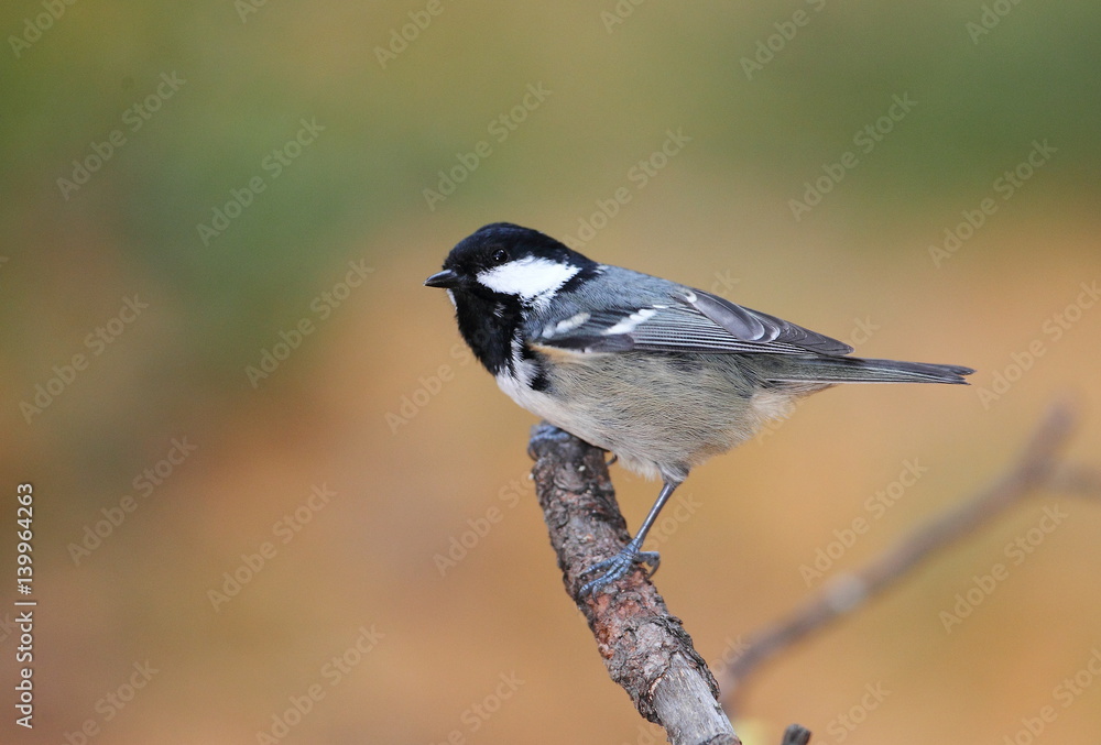 Obraz premium wildlife