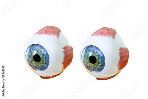 Ophthalmology oculus sample closeup isolated on white background. Ophthalmology, eye model close-up. Eyeball photo