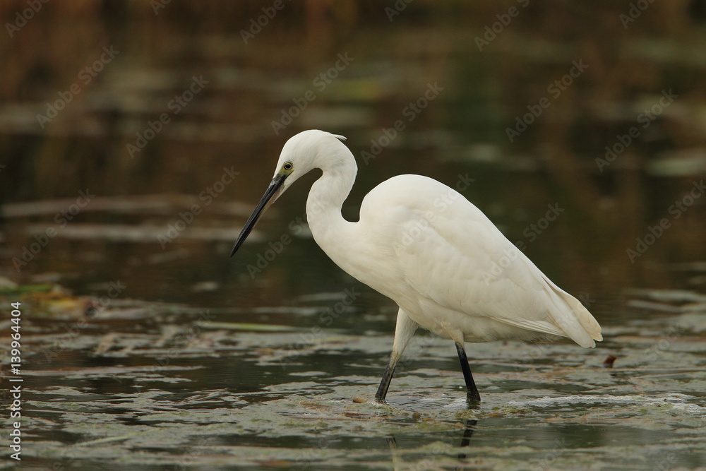 Fototapeta premium wildlife