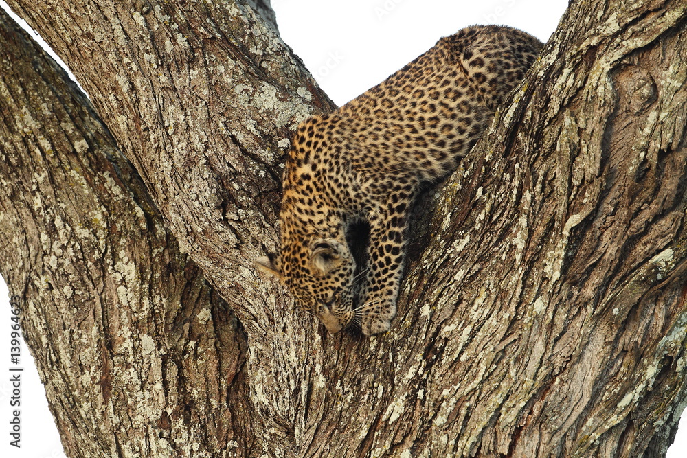 Obraz premium wildlife