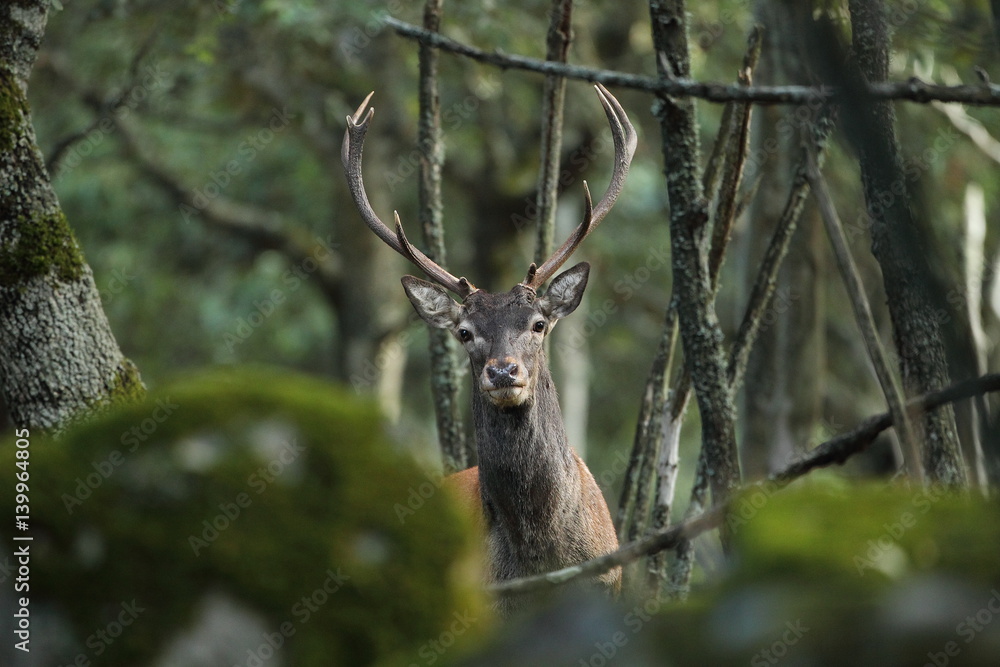 Naklejka premium wildlife