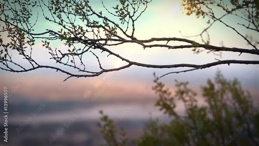 Branch Of A Tree With A Mountainous Background Branch Of A Tree With A Mountainous Background