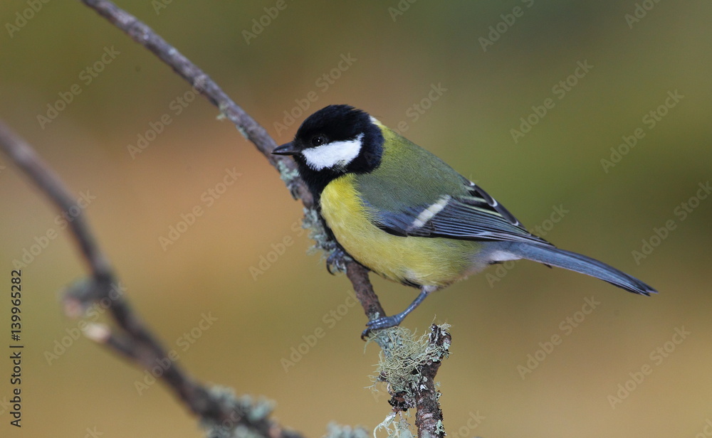 Obraz premium wildlife