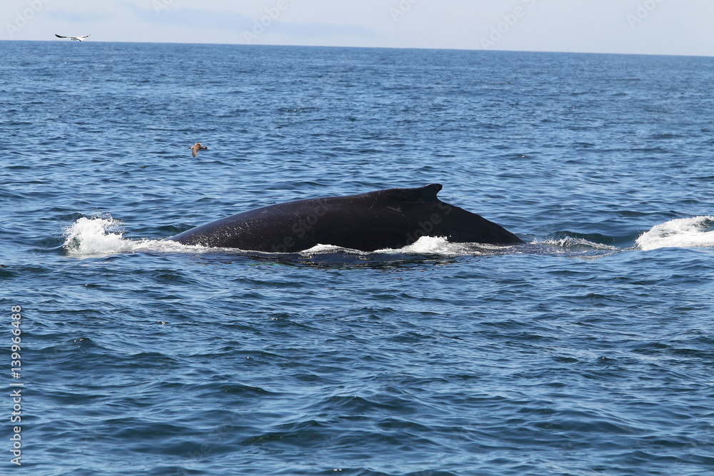 Fototapeta premium wildlife