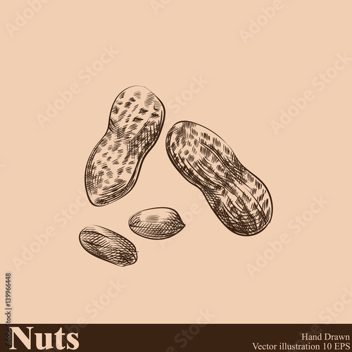 Hand drawn peanut sketch isolated on beige background. Nuts sketch style vector illustrator.