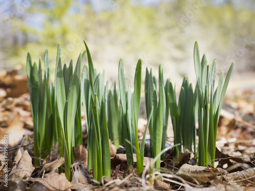 Fototapeta Naklejka Na Ścianę i Meble -  Emerging Daffodil Shoots in a Forest