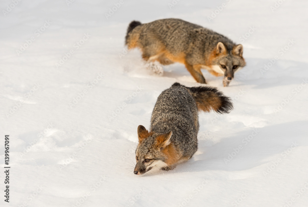 Fototapeta premium Pair of Grey Fox (Urocyon cinereoargenteus) Walk Through Snow