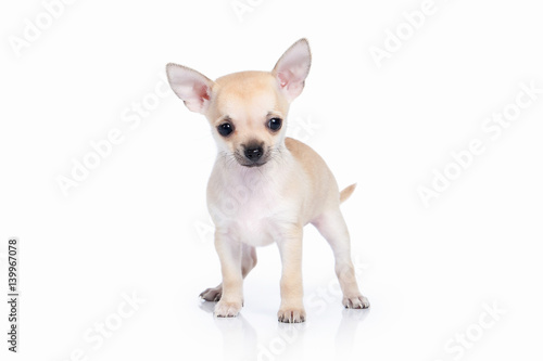 Dog. Chihuahua puppy on white background © dionoanomalia
