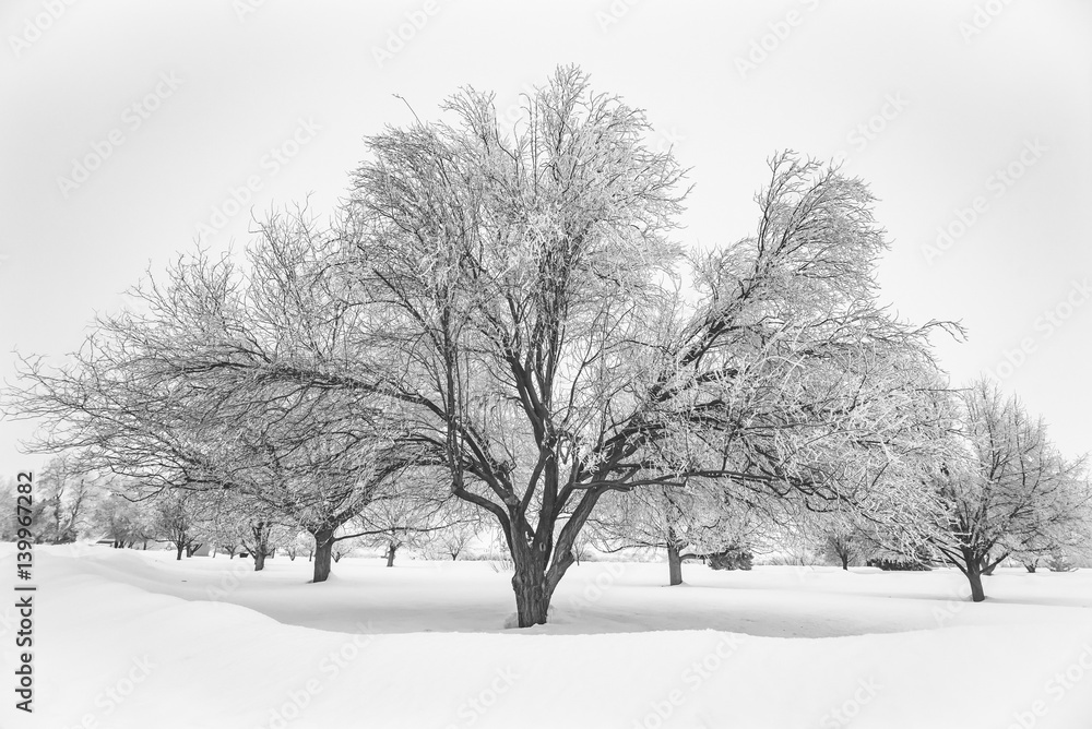 Fototapeta premium Winter tree