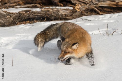 Amber Phase Red Fox (Vulpes vulpes) Turns Back