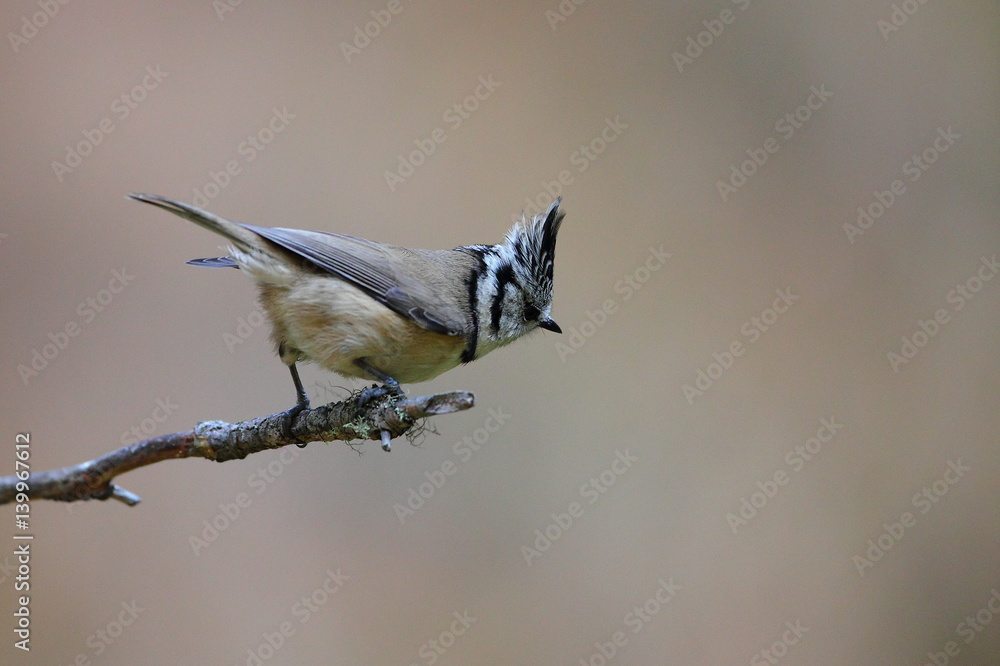 Fototapeta premium wildlife