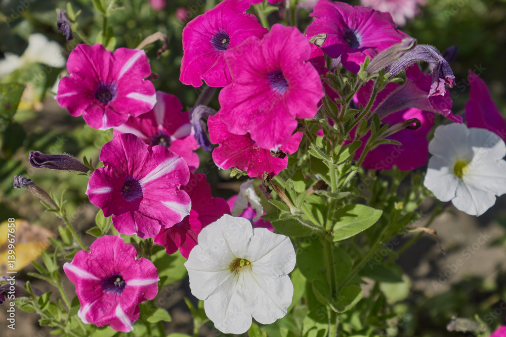 Beautiful purple and white petunias in the garden Beautiful purple and white petunias in the garden