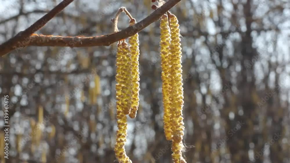 Flowering hazel (hazelnut)
The hazel tree blooms in early spring and gives a lot of pollen.
