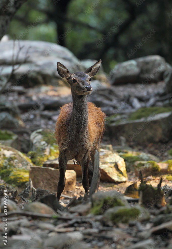 Fototapeta premium wildlife