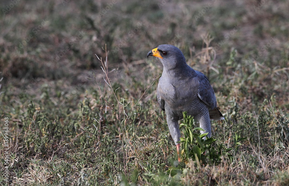 Obraz premium wildlife