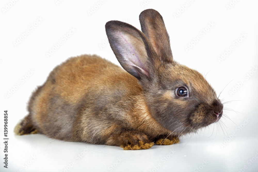 Obraz premium Rabbit