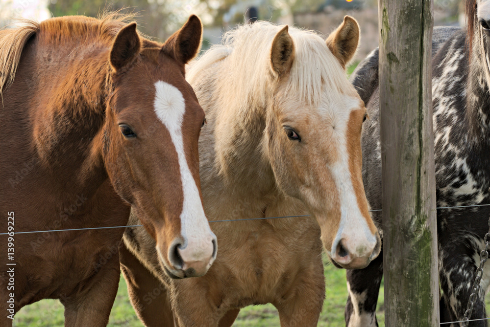 Friendly horse herd in a field in argentina Friendly horse herd in a field in argentina