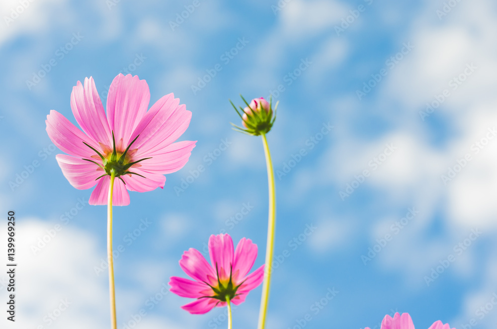 beautiful cosmos flower with blue sky in the park. beautiful cosmos flower with blue sky in the park.