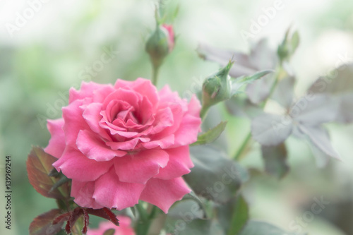Beautiful pink rose in the garden  pink roses with background blurred