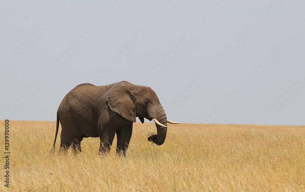 Obraz premium wildlife