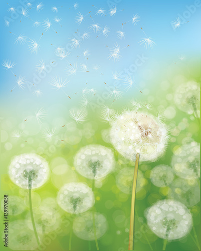 Vector  nature  background,  dandelions flowers field and  blue sky.