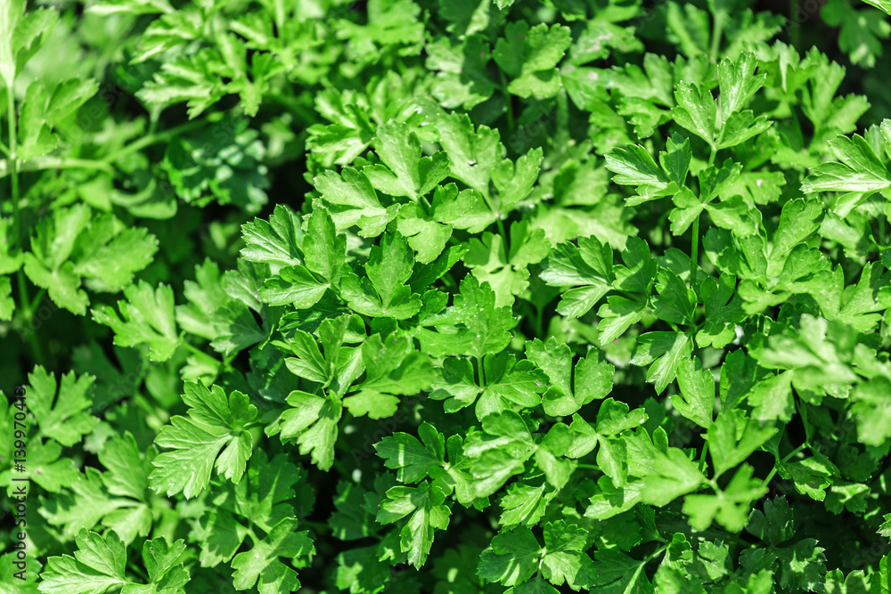 Vegetable Bed with parsley Vegetable Bed with parsley