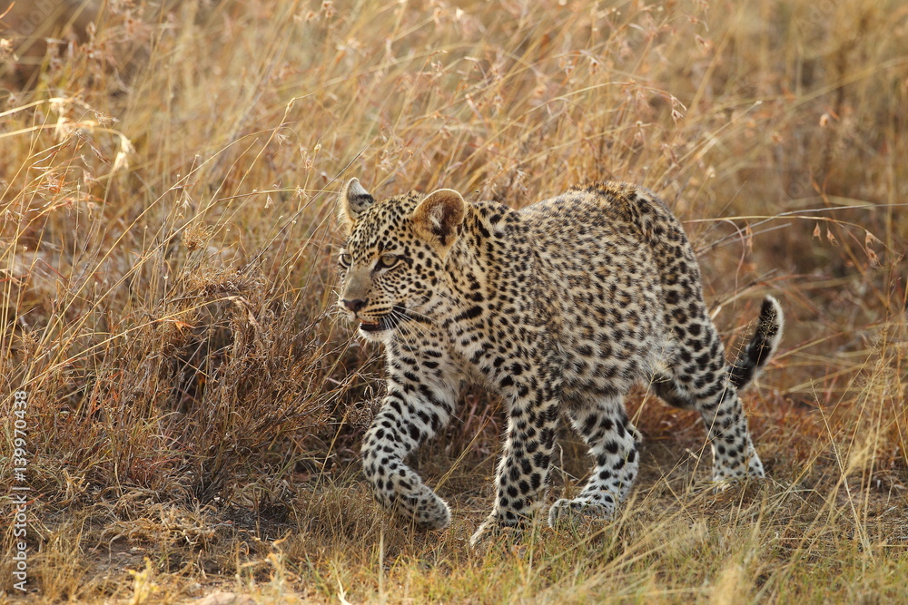 Obraz premium wildlife