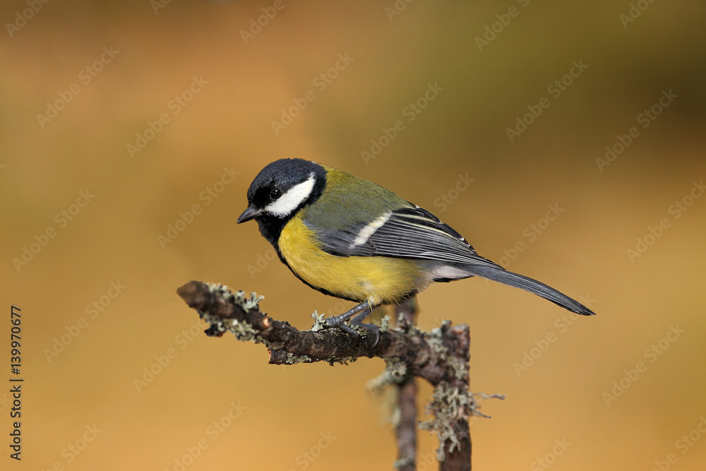Fototapeta premium wildlife