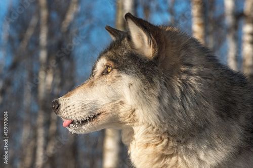 Grey Wolf  Canis lupus  Profile Tongue Out